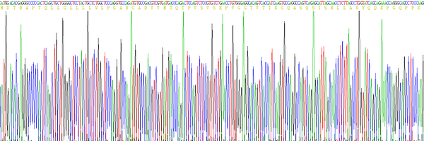 Eukaryotic Immunoglobulin G (IgG)