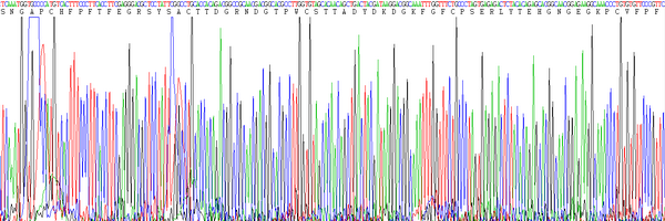 Eukaryotic Matrix Metalloproteinase 9 (MMP9)