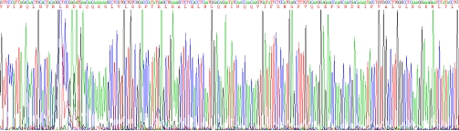 Eukaryotic Interleukin 1 Beta (IL1b)