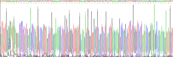 Eukaryotic Granzyme A (GZMA)