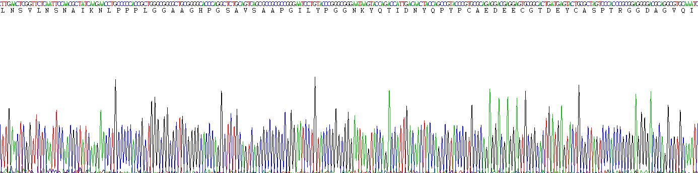 Eukaryotic Dickkopf Related Protein 1 (DKK1)