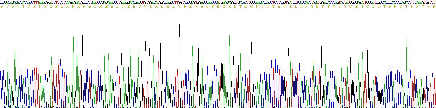 Eukaryotic Renin (REN)