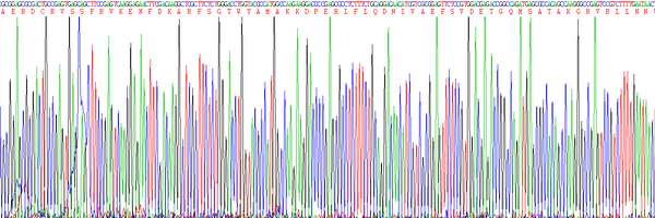 Eukaryotic Retinol Binding Protein 4 (RBP4)