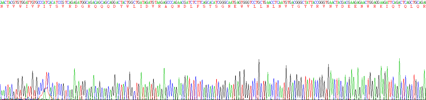 Eukaryotic Alanine Aminopeptidase (AAP)