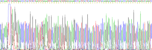 Eukaryotic Chemokine C-C-Motif Ligand 16 (CCL16)