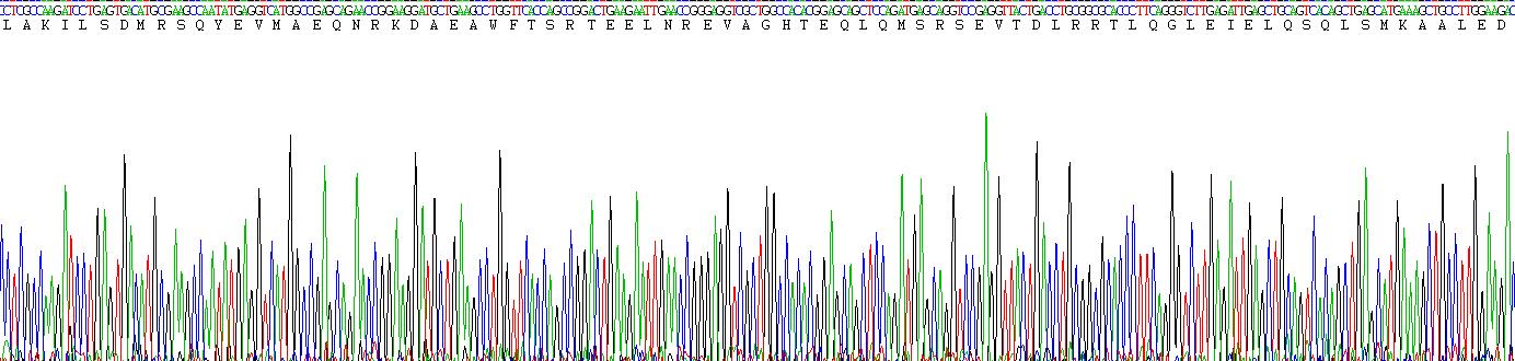 Eukaryotic Cytokeratin 19 (CK19)