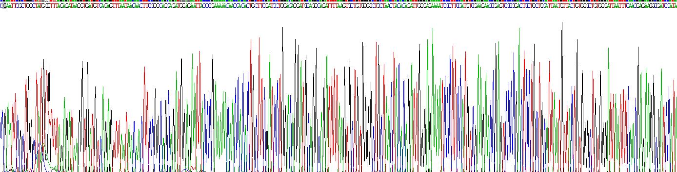 Eukaryotic Tetraspanin 30Cluster of Differentiation 63 (CD63)