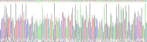 Eukaryotic Vascular Endothelial Growth Factor Receptor 2 (VEGFR2)