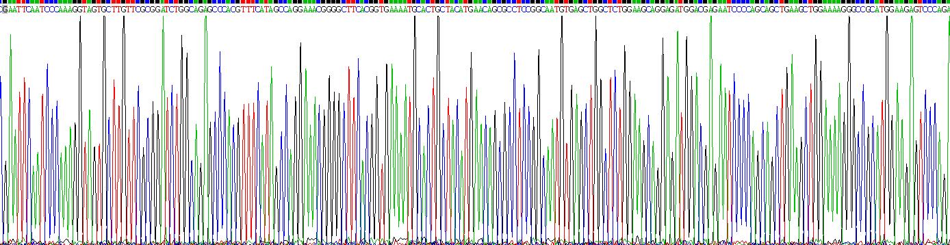 Eukaryotic Cluster of Differentiation 79B (CD79B)