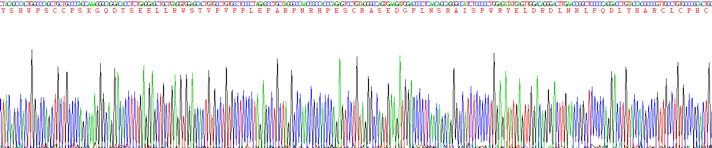 Eukaryotic Interleukin 25 (IL25)