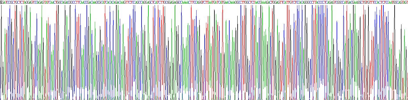 Eukaryotic Transglutaminase 3, Epidermal (TGM3)