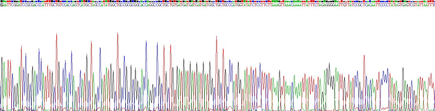 Eukaryotic Cluster Of Differentiation 7 (CD7)