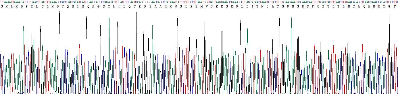 Eukaryotic Vascular Endothelial Growth Factor Receptor 1 (VEGFR1)