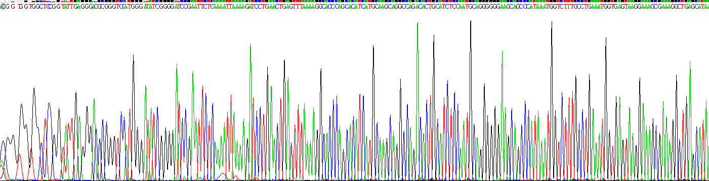 Eukaryotic Vascular Endothelial Growth Factor Receptor 1 (VEGFR1)