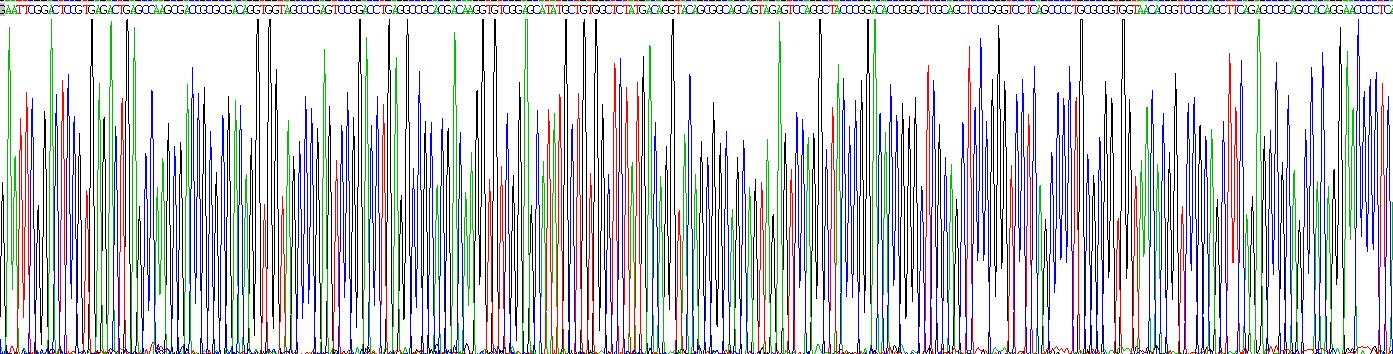 Eukaryotic Bone Morphogenetic Protein 3 (BMP3)