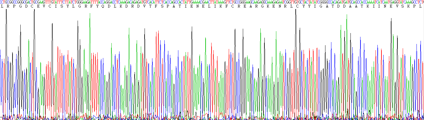 Eukaryotic Mesencephalic Astrocyte Derived Neurotrophic Factor (MANF)