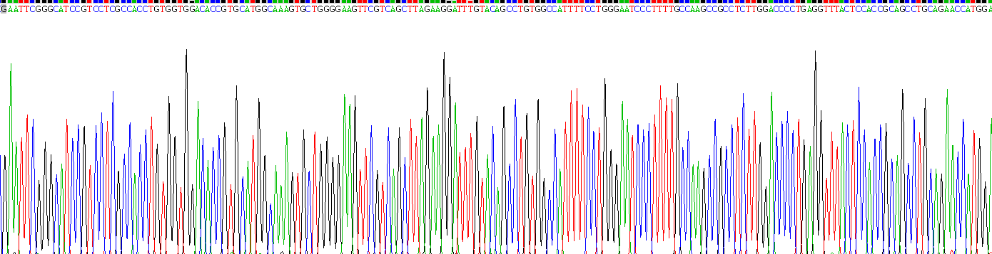 Eukaryotic Carboxylesterase 1 (CES1)