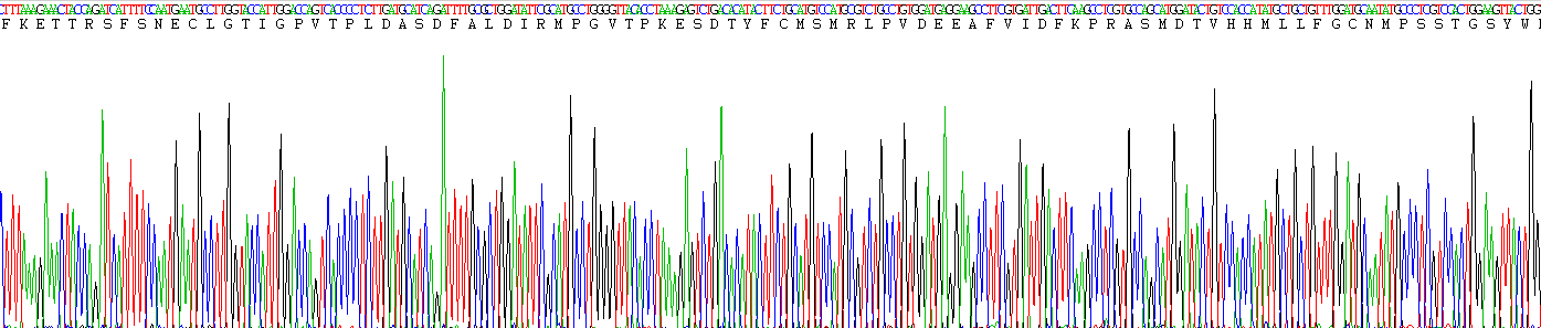 Eukaryotic Peptidylglycine Alpha Amidating Monooxygenase (PAM)