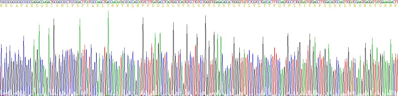 Eukaryotic Sortilin 1 (SORT1)