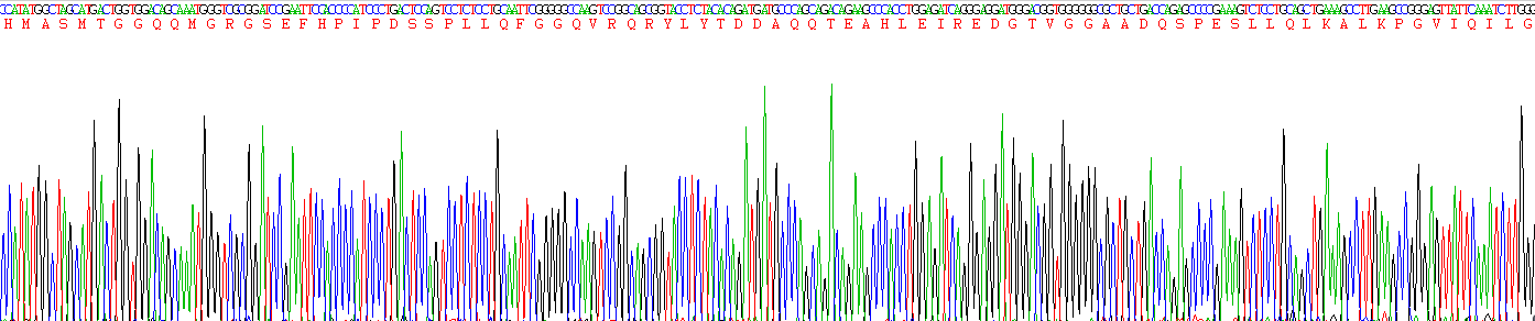 Eukaryotic Fibroblast Growth Factor 21 (FGF21)