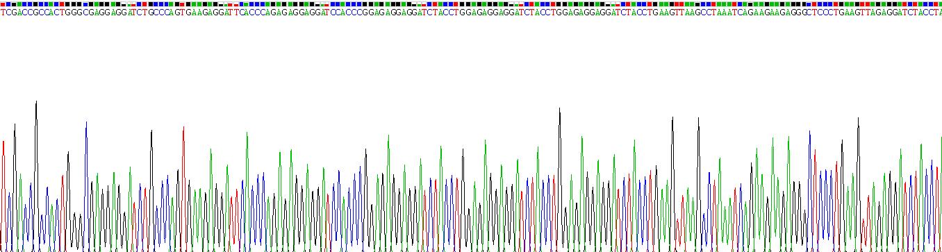 Eukaryotic Carbonic Anhydrase IX (CA9)