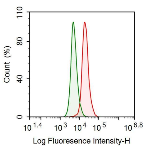 Anti-Interleukin 1 Receptor Type I (IL1R1) Polyclonal Antibody