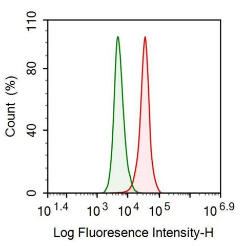 Anti-Interleukin 1 Receptor Type I (IL1R1) Polyclonal Antibody