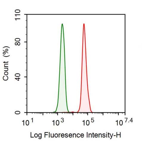 Anti-Creatine Kinase, Muscle (CKM) Monoclonal Antibody