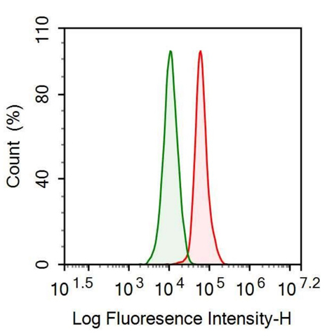 Anti-Ubiquitin (Ub) Monoclonal Antibody