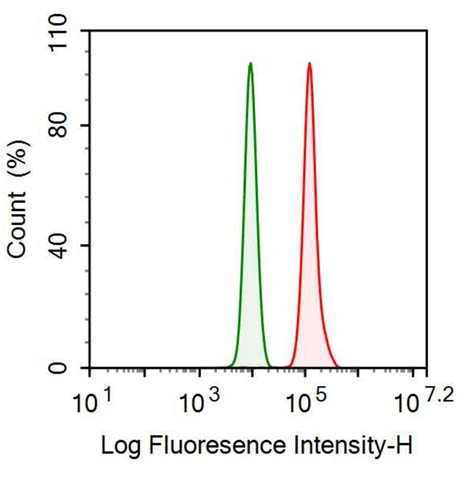 Anti-Transforming Growth Factor Beta 2 (TGFb2) Monoclonal Antibody