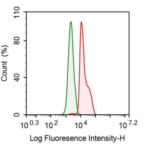 Anti-Cyclophilin B (CYPB) Monoclonal Antibody