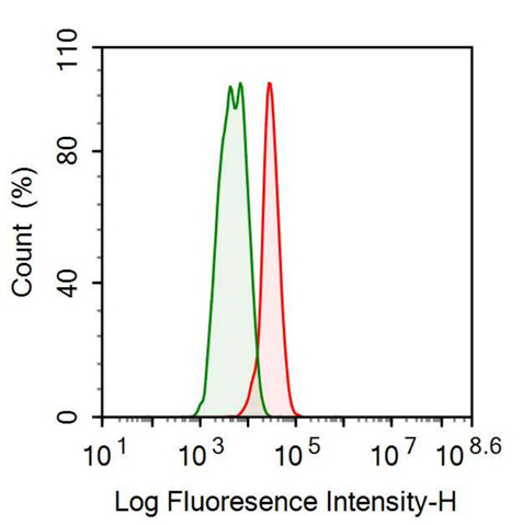 Anti-Heat Shock 70kDa Protein 1B (HSPA1B) Monoclonal Antibody