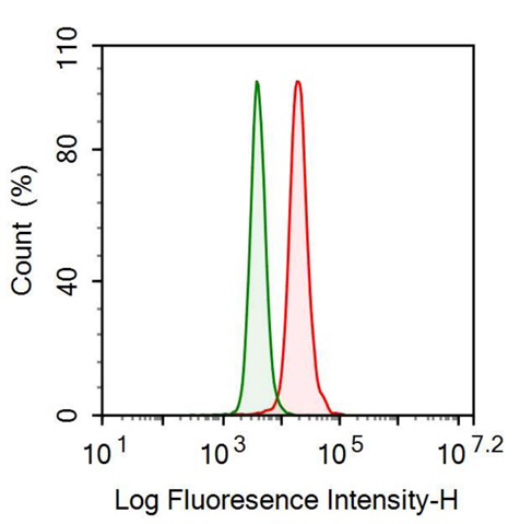 Anti-Neurogranin (NRGN) Monoclonal Antibody