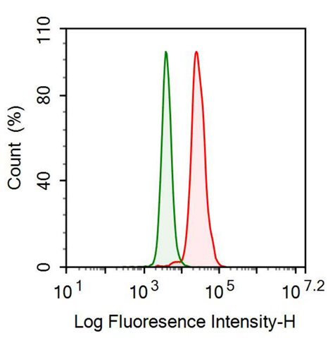 Anti-Neurogranin (NRGN) Monoclonal Antibody