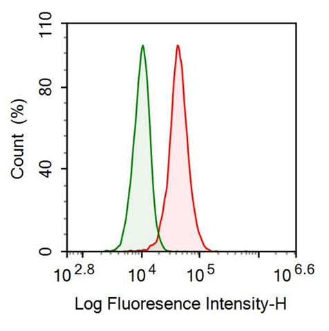 Anti-Octamer Binding Transcription Factor 4 (OCT4) Monoclonal Antibody