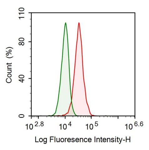 Anti-Octamer Binding Transcription Factor 4 (OCT4) Monoclonal Antibody