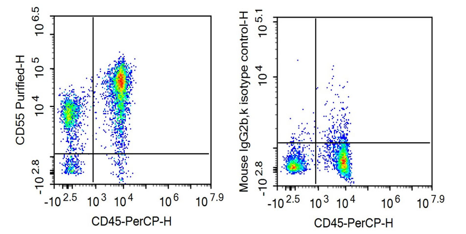 Anti-Cluster Of Differentiation 55 (CD55) Monoclonal Antibody