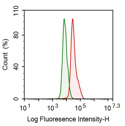 Anti-Keratin 2 (CK2) Monoclonal Antibody