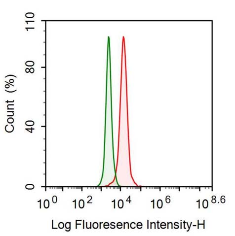 Anti-Nestin (NES) Monoclonal Antibody