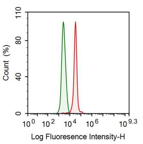 Anti-Nestin (NES) Monoclonal Antibody