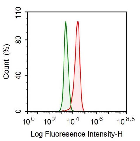 Anti-Nestin (NES) Monoclonal Antibody