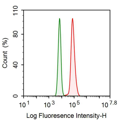 Anti-Complement component 1 Q subcomponent-binding protein, mitochondrial (C1QBP) Monoclonal Antibody