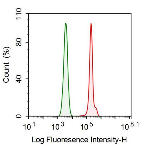 Anti-Complement component 1 Q subcomponent-binding protein, mitochondrial (C1QBP) Monoclonal Antibody