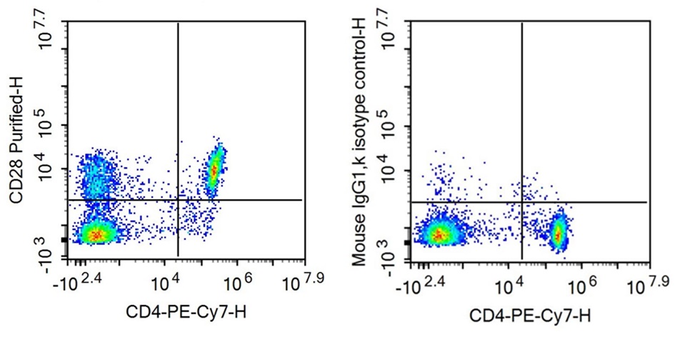 Anti-Cluster Of Differentiation 28 (CD28) Monoclonal Antibody