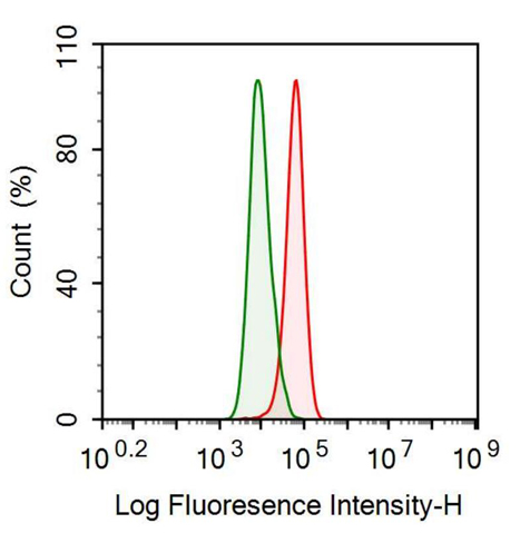 Anti-Toll Like Receptor 2 (TLR2) Monoclonal Antibody