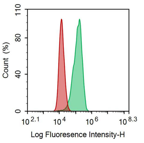 FITC-Linked Anti-Heat Shock Protein 27 (Hsp27) Polyclonal Antibody