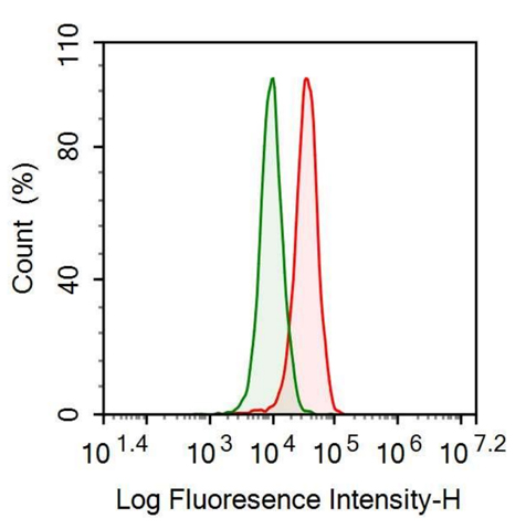 Anti-Heparanase (HPSE) Polyclonal Antibody