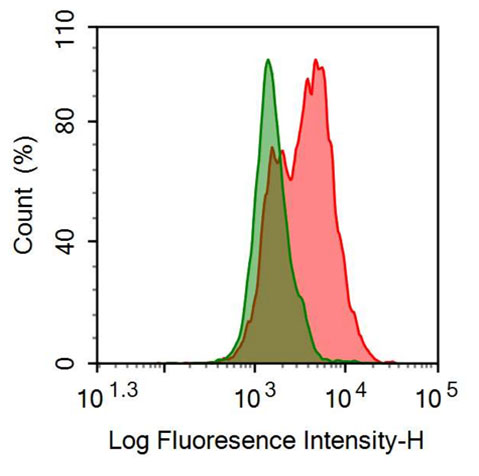 PE-Linked Anti-Heat Shock Protein 60 (Hsp60) Polyclonal Antibody