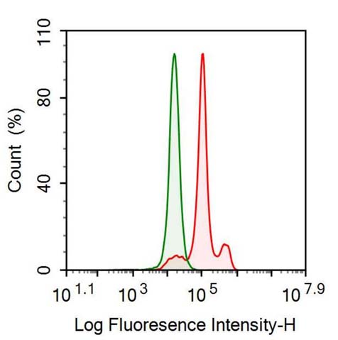 Anti-Extracellular Signal Regulated Kinase 2 (ERK2) Monoclonal Antibody