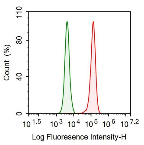 Anti-Low Density Lipoprotein Receptor Related Protein 1 (LRP1) Monoclonal Antibody